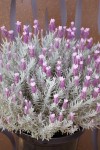 Lavandula Ghostly Princess